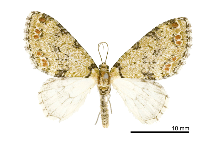 Trichopterigia kishidai Male